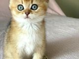 Golden British Shorthair Erkek Kardeşler