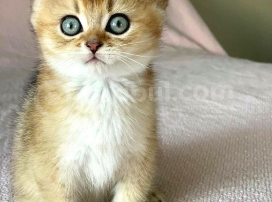 Golden British Shorthair Erkek Kardeşler görsel
