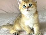 Golden British Shorthair Erkek Kardeşler