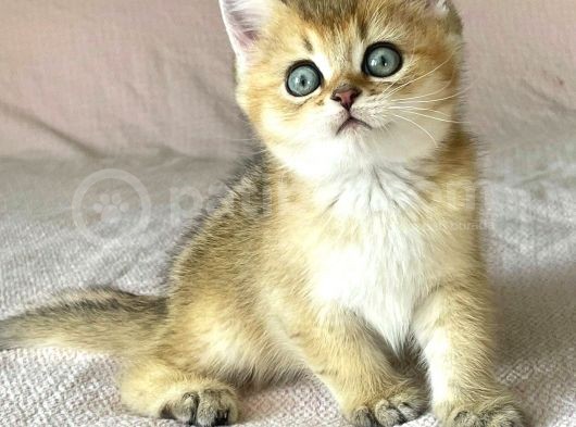Golden British Shorthair Erkek Kardeşler görsel