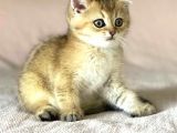 Golden British Shorthair Erkek Kardeşler