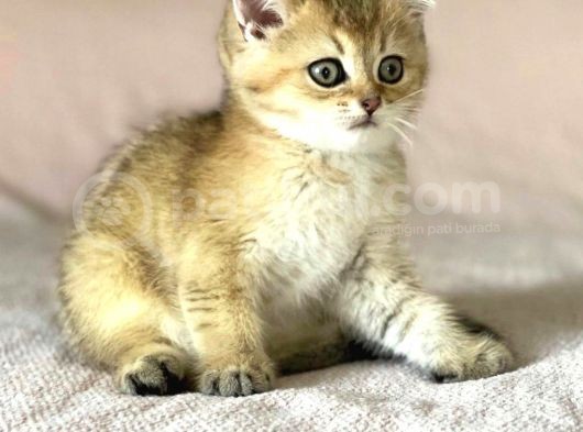 Golden British Shorthair Erkek Kardeşler görsel