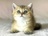 Golden British Shorthair Erkek Kardeşler
