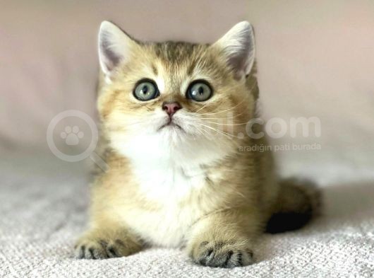 Golden British Shorthair Erkek Kardeşler görsel