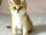 Golden British Shorthair Erkek Kardeşler