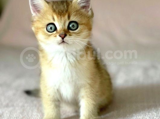 Golden British Shorthair Erkek Kardeşler görsel