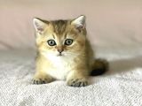 Golden British Shorthair Erkek Kardeşler