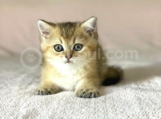 Golden British Shorthair Erkek Kardeşler görsel