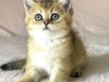 Golden British Shorthair Erkek Kardeşler