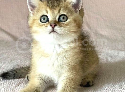 Golden British Shorthair Erkek Kardeşler