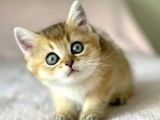Golden British Shorthair Erkek Kardeşler
