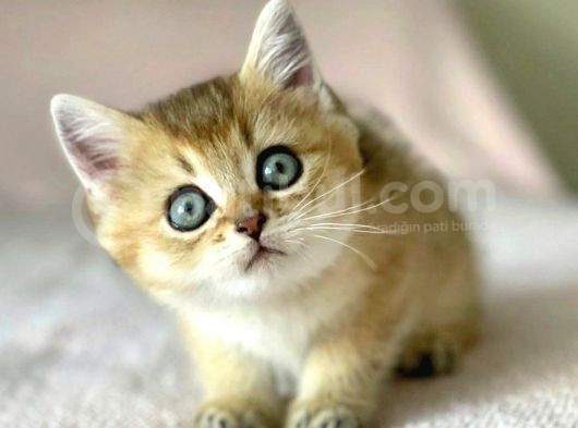 Golden British Shorthair Erkek Kardeşler görsel