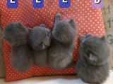 İngiltere Secereli Orijinal British Shorthair Anne Altı Yavrular
