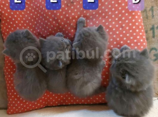 İngiltere Secereli Orijinal British Shorthair Anne Altı Yavrular görsel
