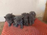 İngiltere Secereli Orijinal British Shorthair Anne Altı Yavrular