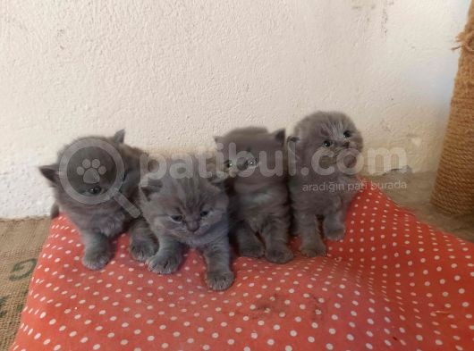 İngiltere Secereli Orijinal British Shorthair Anne Altı Yavrular görsel