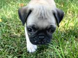 Fawn Rengi̇nde Pug Mops Yavrularimiz
