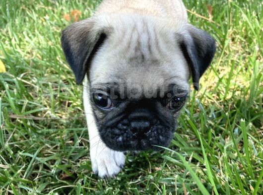 Fawn Rengi̇nde Pug Mops Yavrularimiz görsel