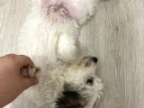 Terrier Yeni Yuvasını Arıyor