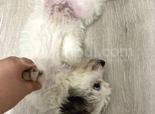 Terrier Yeni Yuvasını Arıyor görsel