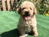 Apri̇kot Ve Red Toy Poodle Yavrularimiz