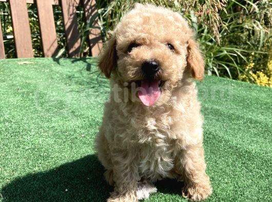 Apri̇kot Ve Red Toy Poodle Yavrularimiz