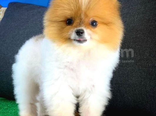 Tüy Dökülmesi Az Olan Pomeranian Yavrularımız görsel