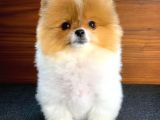 Tüy Dökülmesi Az Olan Pomeranian Yavrularımız