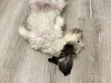 Terrier Yeni Yuvasını Arıyor