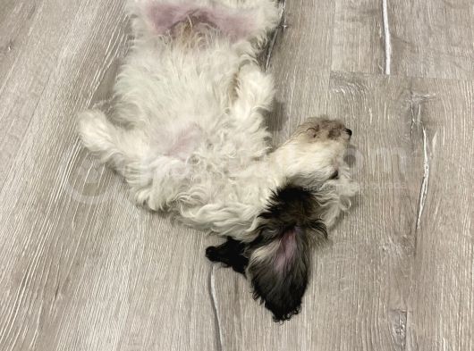 Terrier Yeni Yuvasını Arıyor görsel