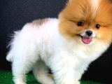 Tüy Dökülmesi Az Olan Pomeranian Yavrularımız