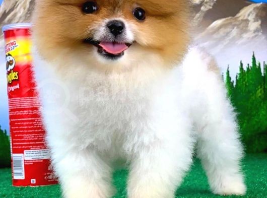 Tüy Dökülmesi Az Olan Pomeranian Yavrularımız