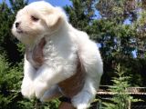 0 Numara Maltese Terrier Yavrularımız