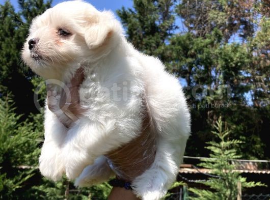 0 Numara Maltese Terrier Yavrularımız görsel