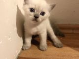 British Shorthair 30 Günlük Dişi Ve Erkek Safkan