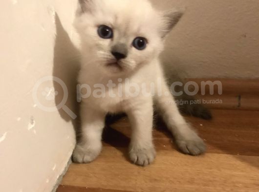 British Shorthair 30 Günlük Dişi Ve Erkek Safkan görsel