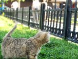Ny25 Bri̇ti̇sh Tabby Di̇şi̇ Scrsi̇z