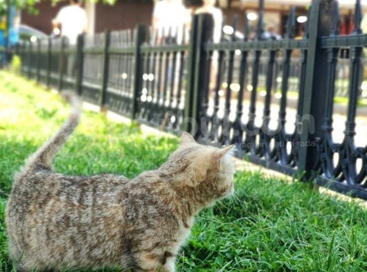Ny25 Bri̇ti̇sh Tabby Di̇şi̇ Scrsi̇z görsel