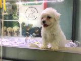 Orji̇nal Maltese Yavrumuz