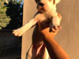 2x Erkek 1x Di̇şi̇ Dogo Argentino