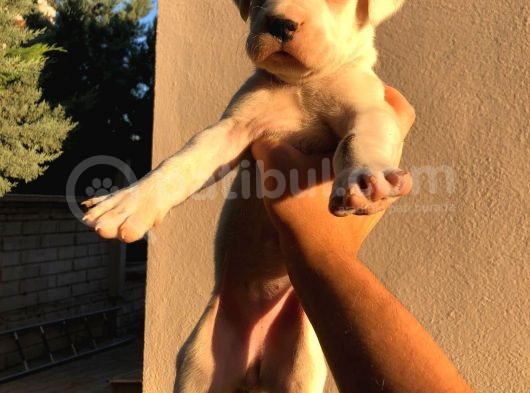 2X Erkek 1X Di̇şi̇ Dogo Argentino