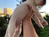 2X Erkek 1X Di̇şi̇ Dogo Argentino