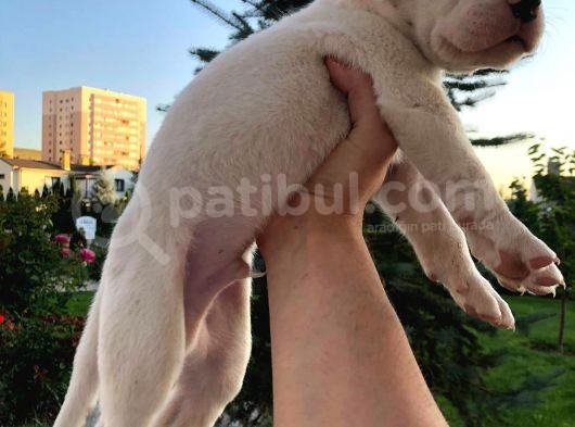 2X Erkek 1X Di̇şi̇ Dogo Argentino görsel