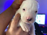 2X Erkek 1X Di̇şi̇ Dogo Argentino