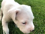 2X Erkek 1X Di̇şi̇ Dogo Argentino