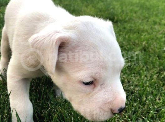 2X Erkek 1X Di̇şi̇ Dogo Argentino görsel