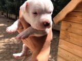 2X Erkek 1X Di̇şi̇ Dogo Argentino