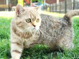 Ny25 Bri̇ti̇sh Tabby Di̇şi̇ Scrsi̇z
