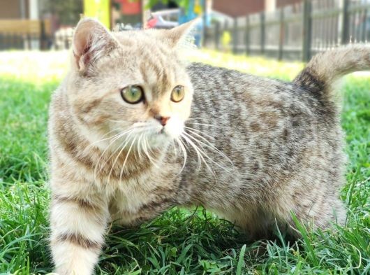Ny25 Bri̇ti̇sh Tabby Di̇şi̇ Scrsi̇z