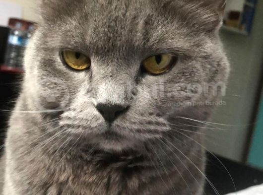 Bihter Kalıcı Yuva Arıyor görsel